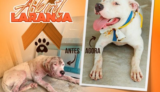 Campanha de conscientização em São Sebastião pede denúncia de maus-tratos a animais e incentiva adoção responsável