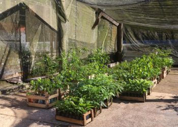 Viveiro de São Sebastião recebe doação de 1,6 mil mudas de plantas para reflorestar áreas afetadas pelas chuvas