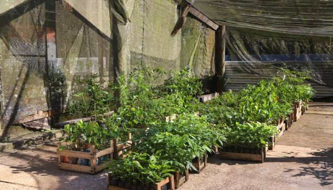 Viveiro de São Sebastião recebe doação de 1,6 mil mudas de plantas para reflorestar áreas afetadas pelas chuvas