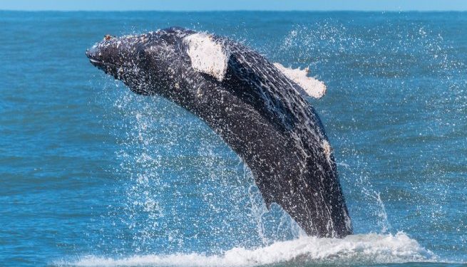 ‘Avistamento em Alto Mar’ abre temporada migratória das baleias jubartes no canal de São Sebastião