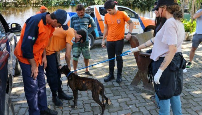 CCZ e Defesa Civil resgatam animais em situação de maus-tratos na Costa Sul de São Sebastião