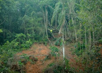  Áreas degradadas por chuvas em São Sebastião (SP) serão reflorestadas por meio de biocápsulas lançadas por drones de alta tecnologia