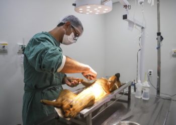 Centro de Controle de Zoonoses realiza castração gratuita de cães e gatos em ação promovida pela Associação Renova Camburi_zinho