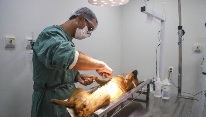 Centro de Controle de Zoonoses realiza castração gratuita de cães e gatos em ação promovida pela Associação Renova Camburi_zinho