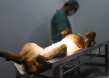 Prefeitura promove ação de castração de cães e gatos no bairro de Cambury