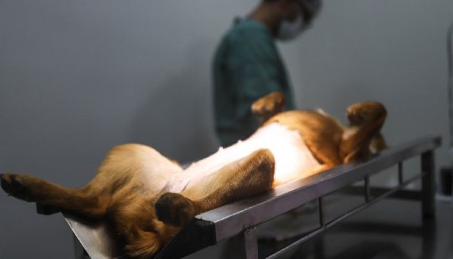 Prefeitura promove ação de castração de cães e gatos no bairro de Cambury