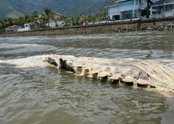 Carcaça de baleia é encontrada na praia da Enseada, em São Sebastião