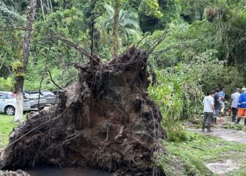Equipe da Regional Boraceia atende três ocorrências de queda de árvores