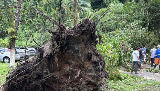 Equipe da Regional Boraceia atende três ocorrências de queda de árvores