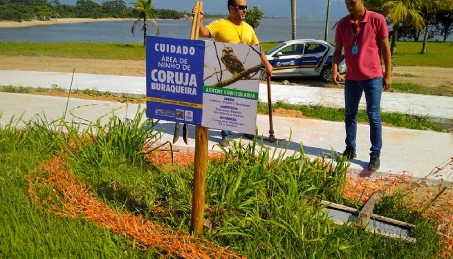Ninhos de corujas buraqueiras recebem placas de sinalização da SEMAM em praias de São Sebastião