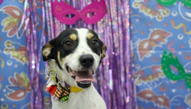 Centro de Controle de Zoonoses de São Sebastião está superlotado e realiza duas feiras de adoção nesta semana