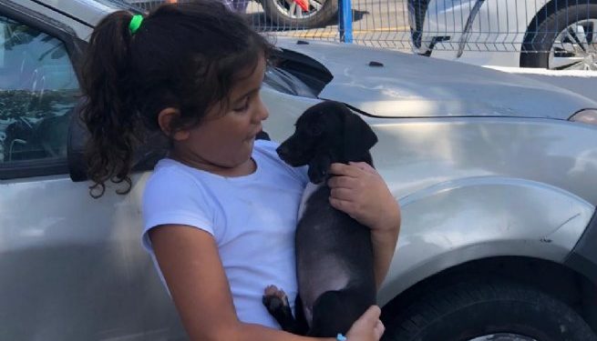 Centro de Controle de Zoonoses de São Sebastião realiza feira de adoção de cães e gatos, nesta sexta-feira, na Praça do Coreto