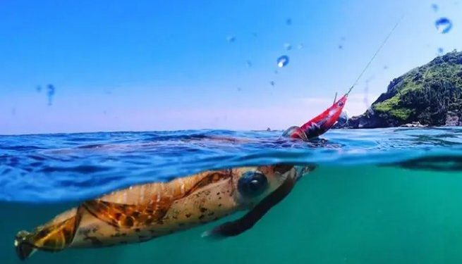 SEMAM alerta pescadores artesanais sobre o regramento para “pesca da lula”