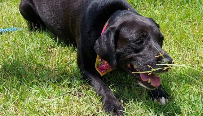 Prefeitura de São Sebastião realiza nova Feira de Adoções nesta sexta-feira, na Praça do Coreto