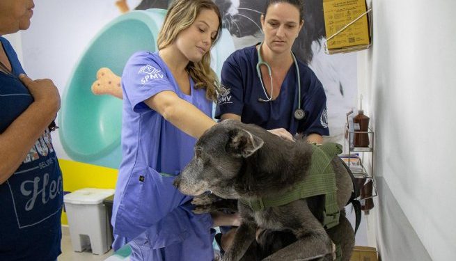Pronto Atendimento e Tratamento Animal de São Sebastião realiza mais de 160 consultas desde inauguração