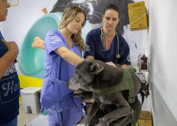 Pronto Atendimento e Tratamento Animal de São Sebastião realiza mais de 160 consultas desde inauguração