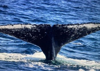 Jubartes começam a chegar e São Sebastião inicia ativação da temporada de baleias