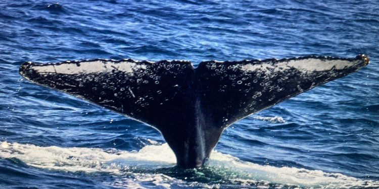 Jubartes começam a chegar e São Sebastião inicia ativação da temporada de baleias