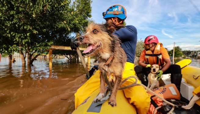 Agentes Defesa Civil de São Sebastião resgatam três cachorros e moradora na cidade de Guaíba (RS)