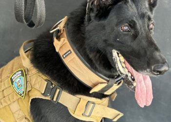 Cão Black é o novo agente da Polícia Municipal de São Sebastião