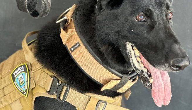 Cão Black é o novo agente da Polícia Municipal de São Sebastião
