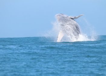 Turismo Náutico e Observação de Baleias são temas do CONEXIDADES em São Sebastião