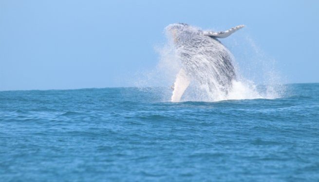 Turismo Náutico e Observação de Baleias são temas do CONEXIDADES em São Sebastião