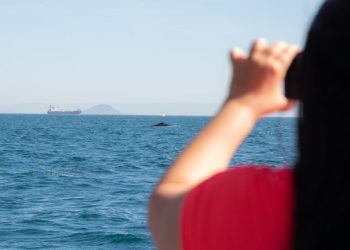Visitantes sorteados em feiras de turismo participam de passeio de avistamento de baleias em São Sebastião
