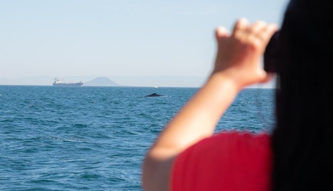 Visitantes sorteados em feiras de turismo participam de passeio de avistamento de baleias em São Sebastião