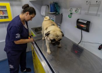 PATA Móvel de São Sebastião inicia atendimento na Topolândia na próxima segonda-feira