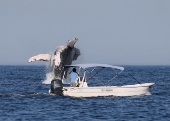 Preservação eleva São Sebastião como referência para o turismo de avistamentos da vida marinha e pássaros