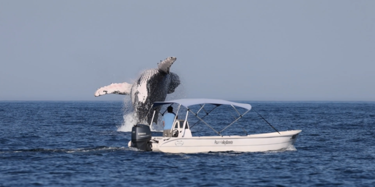 Preservação eleva São Sebastião como referência para o turismo de avistamentos da vida marinha e pássaros