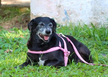 PATA Móvel permanece em Juquehy até terça-feira e depois segue para Boraceia