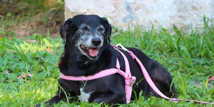 PATA Móvel permanece em Juquehy até terça-feira e depois segue para Boraceia