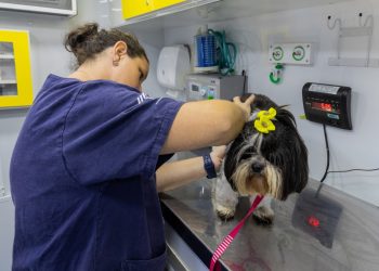 Prefeitura de São Sebastião promove mais um Mutirão de Castração e atende a animais em lista de espera