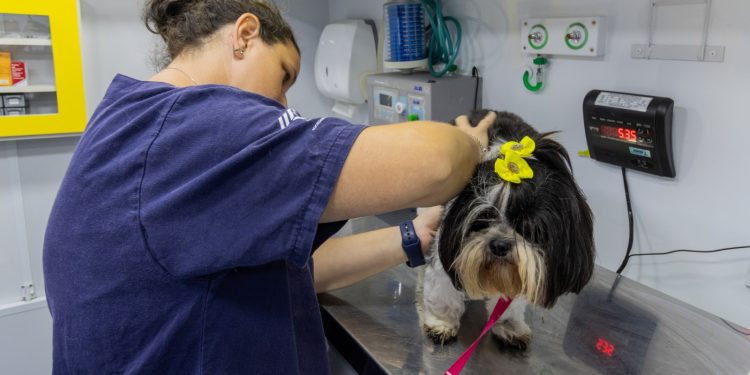 Prefeitura de São Sebastião promove mais um Mutirão de Castração e atende a animais em lista de espera