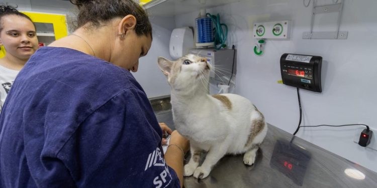 SESAU realiza ações do PATA Móvel e vacinação de cães no Jaraguá