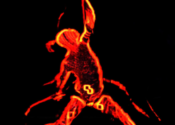 Ponto de Cultura Circo Navegador comemora 10 anos, em parceria com a Associação Felino, com apoio do Governo Federal, por meio da Lei Paulo Gustavo