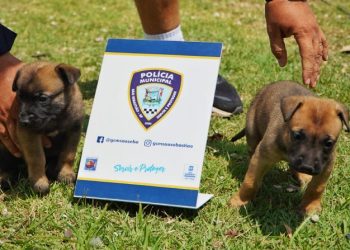 Polícia Municipal de São Sebastião recebe filhotes de Pastor-belga Malinois e faz enquete para nomes