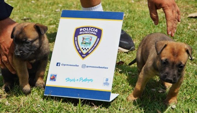 Paco e Thor são os nomes escolhidos para filhotes de Pastor-belga Malinois da Polícia Municipal