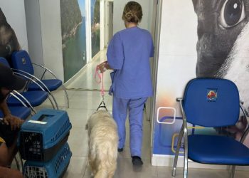 Com mutirão, Prefeitura de São Sebastião ultrapassa marca de 2.600 castrações pelo PATA