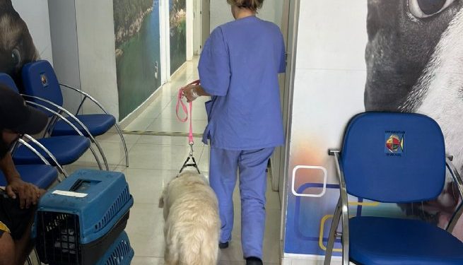 Com mutirão, Prefeitura de São Sebastião ultrapassa marca de 2.600 castrações pelo PATA