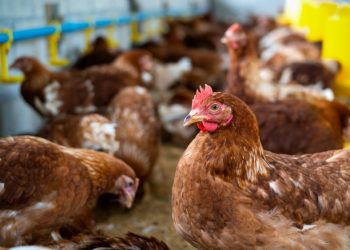 Prefeitura de São Sebastião abre inscrições para curso de avicultura em parceria com o Senar