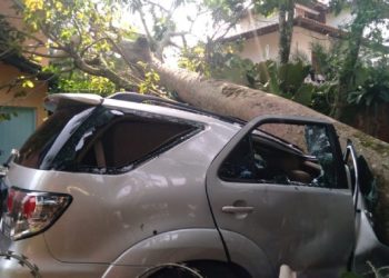 Vendaval de 50 km derruba árvores na Costa Sul de São Sebastião