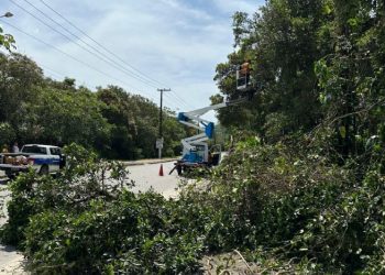 Prefeitura de São Sebastião faz ação preventiva de podas de árvores em via de acesso à Praia da Jureia