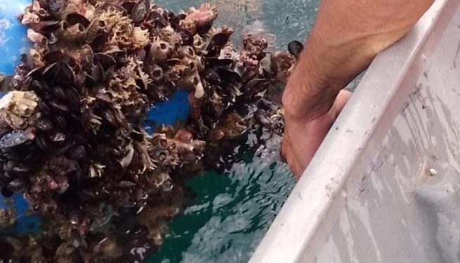 Prefeitura de São Sebastião participa de coleta de mexilhões para controle sanitário