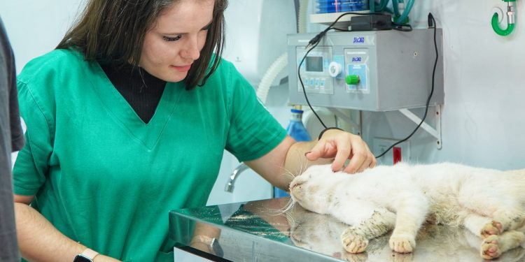 PATA Móvel de São Sebastião divulga calendário de atendimento e castrações de março