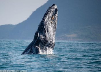 Temporada de passagem de baleias-jubarte pelo Canal de São Sebastião promete impulsionar turismo sustentável no município