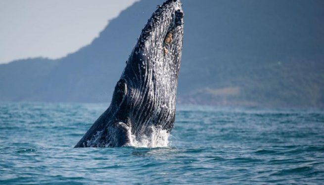 Temporada de passagem de baleias-jubarte pelo Canal de São Sebastião promete impulsionar turismo sustentável no município