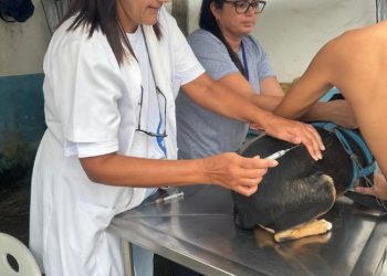 Maresias recebe vacinação animal nesta sexta-feira na Rua do Forno